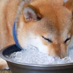 Can Dogs Drink Ice Water?