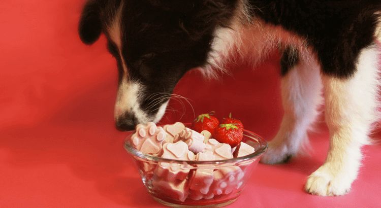 can dogs eat strawberry ice creams