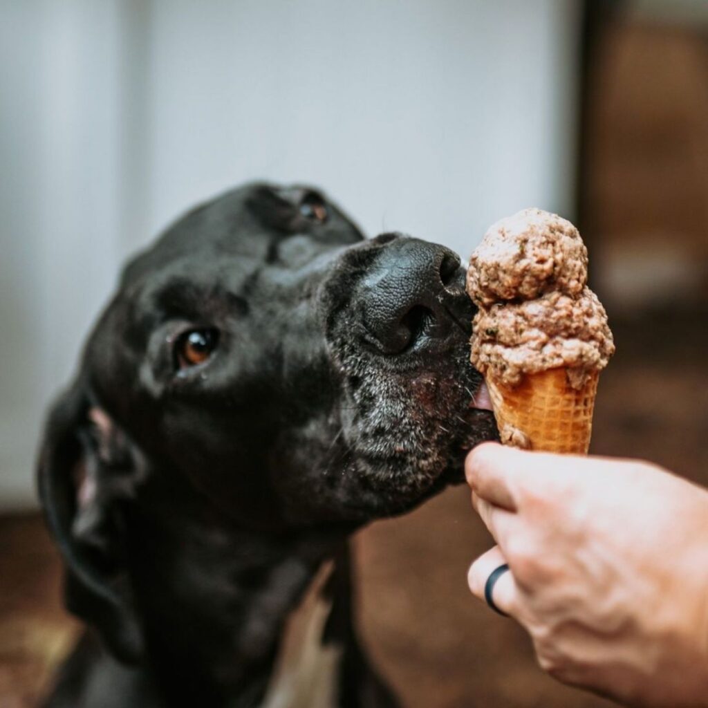 can dogs eat chocolate ice creams