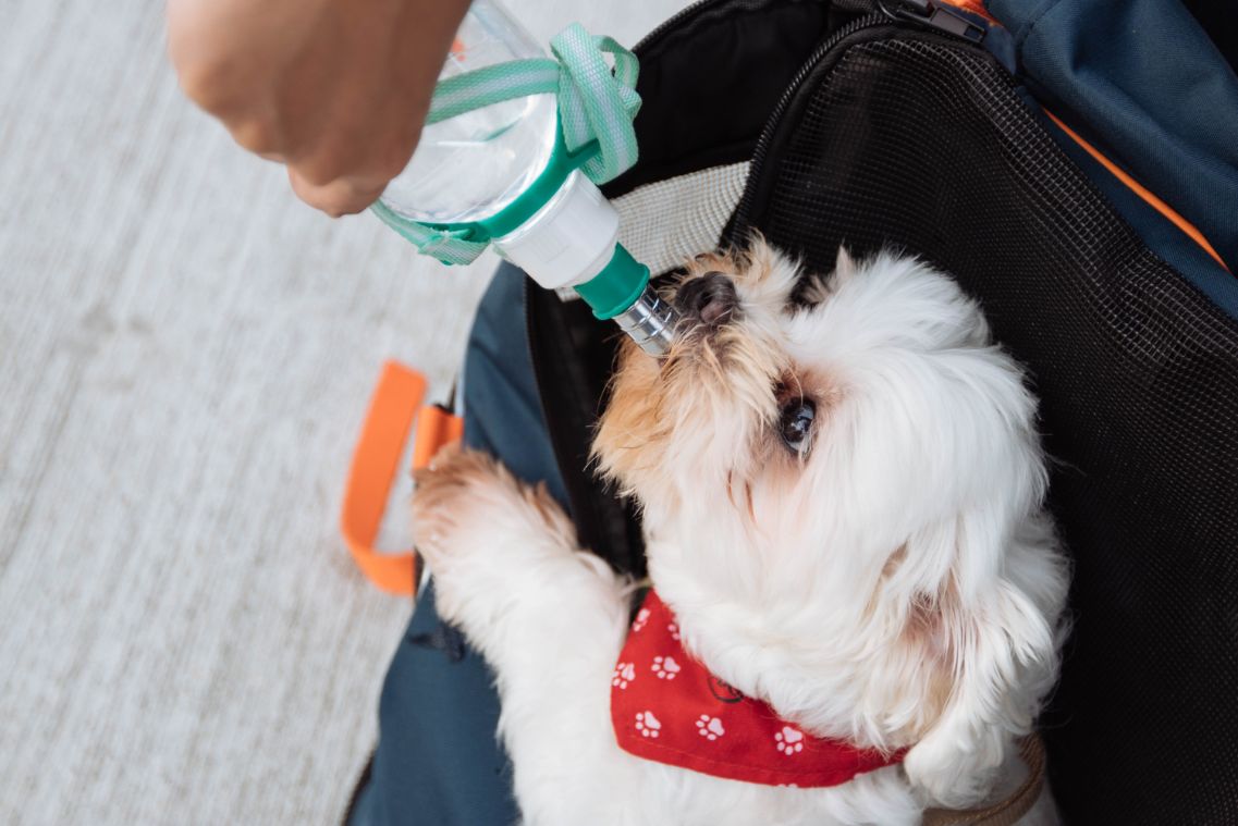 Is Ice Water Bad for Dogs? Things To Know